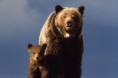 /album/fotky/a800px-yellowstone-grizzly-00156-kopia-jpg/